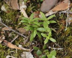Delosperma affine