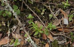 Delosperma affine