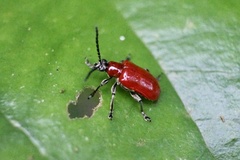 Lilioceris subpolita