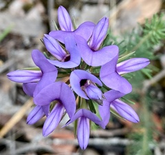 Gompholobium confertum