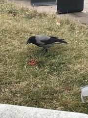 Corvus cornix