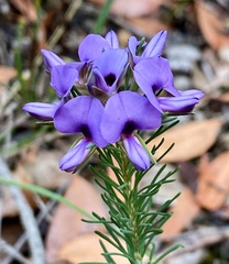 Gompholobium confertum