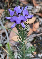 Gompholobium confertum
