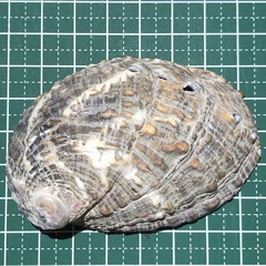 Haliotis varia