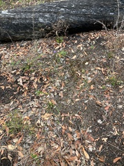 Gompholobium confertum