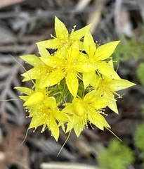 Calytrix flavescens