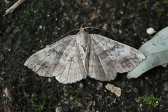 Blasticorhinus