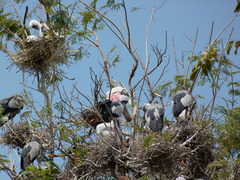 Mycteria leucocephala