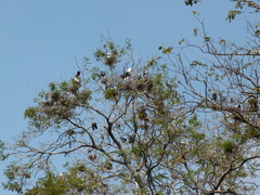 Mycteria leucocephala