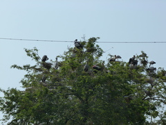 Mycteria leucocephala