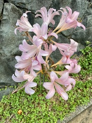 Lycoris squamigera