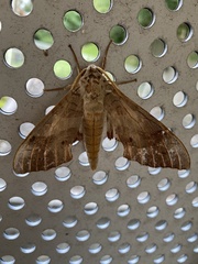 Marumba sperchius