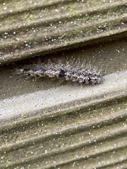 Manulea fuscodorsalis