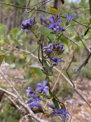 Billardiera variifolia