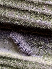 Manulea fuscodorsalis