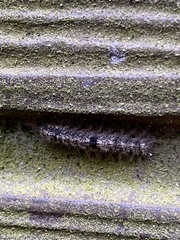 Manulea fuscodorsalis