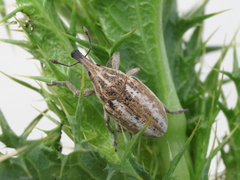 Larinus ursus