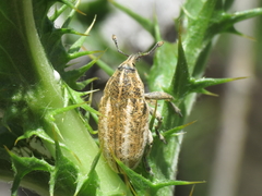 Larinus ursus
