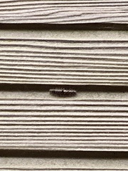 Manulea fuscodorsalis