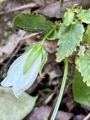 Campanula punctata punctata