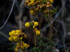 Calceolaria thyrsiflora