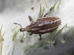 Larinus ursus