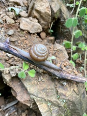 Satsuma