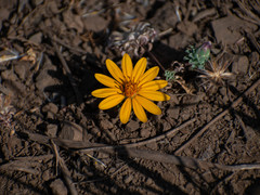 Chaetanthera glabrata