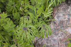 Syneilesis aconitifolia