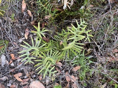 Banksia pellaeifolia