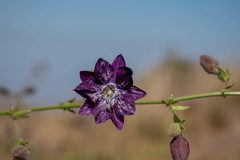 Malesherbia linearifolia