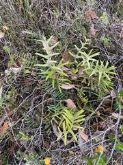 Banksia pellaeifolia