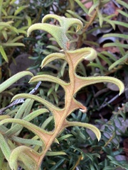 Banksia pellaeifolia
