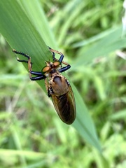 Cophinopoda chinensis