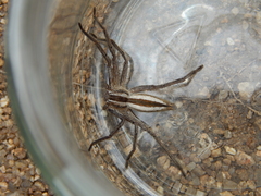 Pseudomicrommata longipes