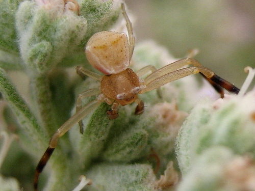 Heather crab spider