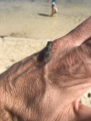 Physeema quadricincta