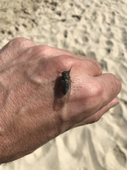 Physeema quadricincta