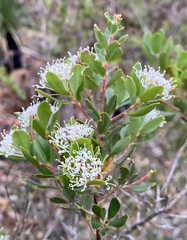 Hakea ruscifolia