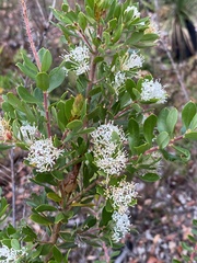 Hakea ruscifolia