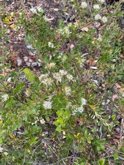 Hakea ruscifolia