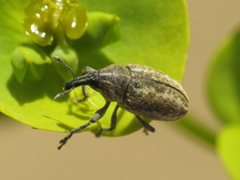 Larinus ursus