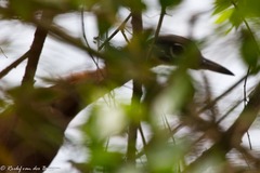 Gorsachius leuconotus