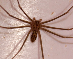 Loxosceles simillima