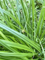 Cyperus brevifolioides