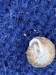 Euchemotrema