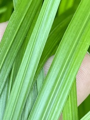 Cyperus brevifolioides