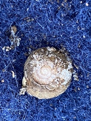 Euchemotrema