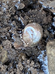 Euchemotrema