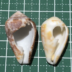 Conus catus
